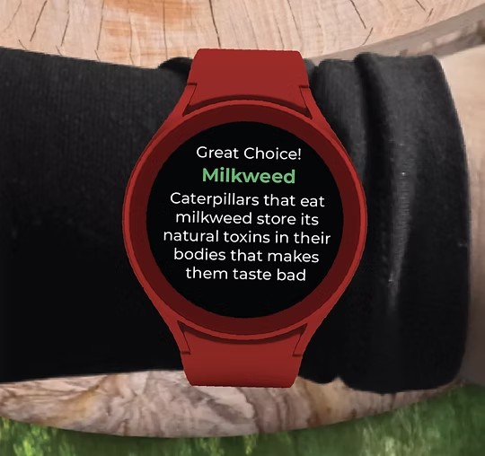 The bracelet screen: Great Choice! Milkweed, with a note on why caterpillars that eat milkweed taste bad.