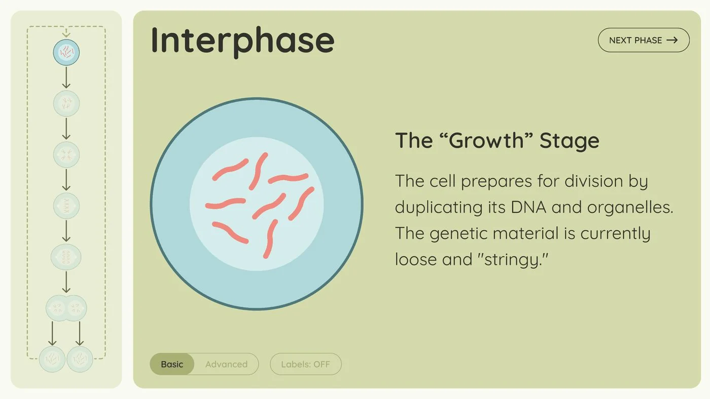 The Interphase screen of a mitosis interface, with Basic and Advanced toggles.