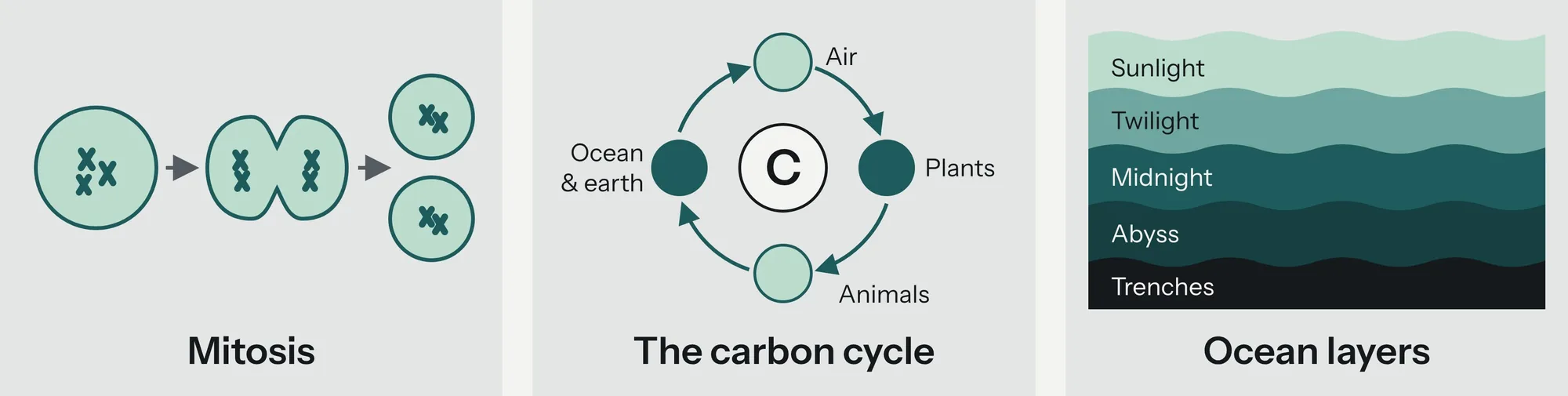 The three topics: mitosis, a cell dividing into two; the carbon cycle, carbon moving between air, plants, animals, and ocean and earth; and ocean layers, from sunlight and twilight down through midnight, abyss and trenches.
